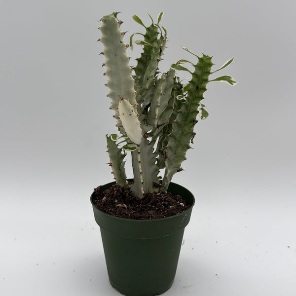 How to Care for Euphorbia Trigona (African Milktree) White Ghost