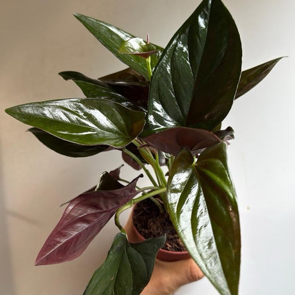 How to Care for Syngonium Red Arrow