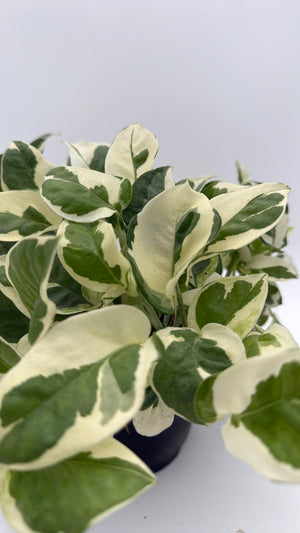 How to Care for Pothos Pearls and Jade