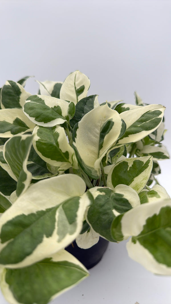 How to Care for Pothos Pearls and Jade