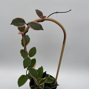 How to Care for Hoya Flamingo Dream