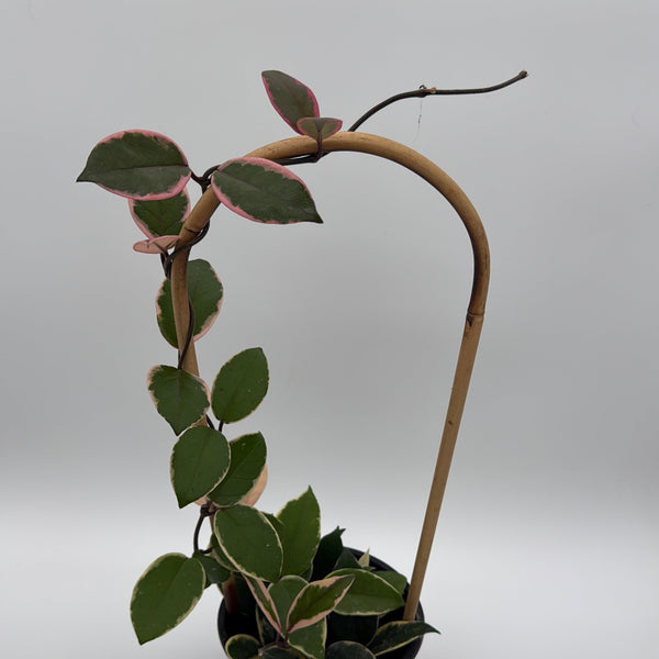 How to Care for Hoya Flamingo Dream