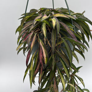 How to Care for Variegated Tricolor Hoya Wayetti