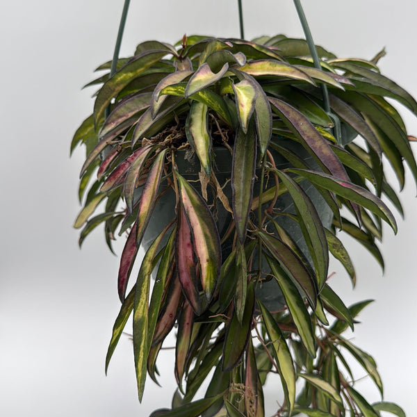 How to Care for Variegated Tricolor Hoya Wayetti