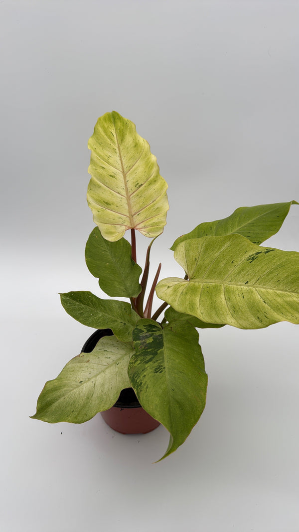 How to Care for Philodendron Snowdrift