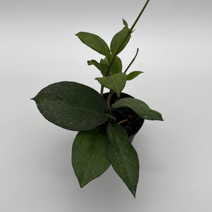 How to Care for Hoya Icensis