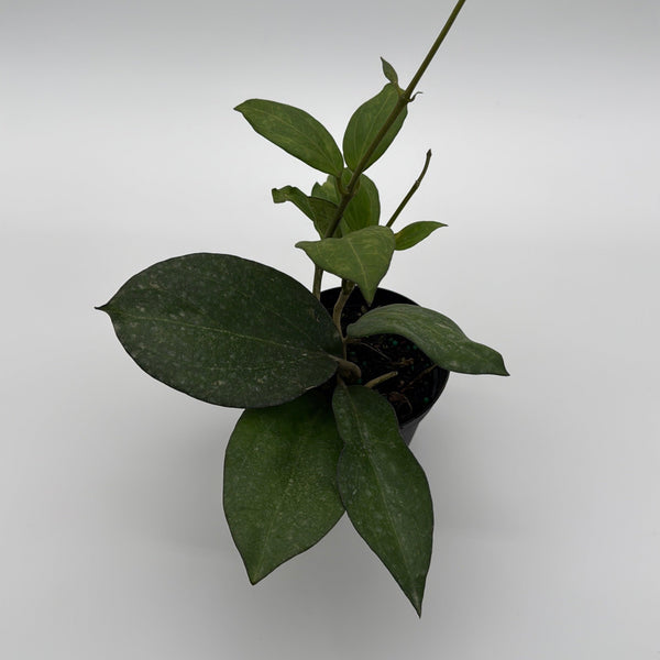 How to Care for Hoya Icensis