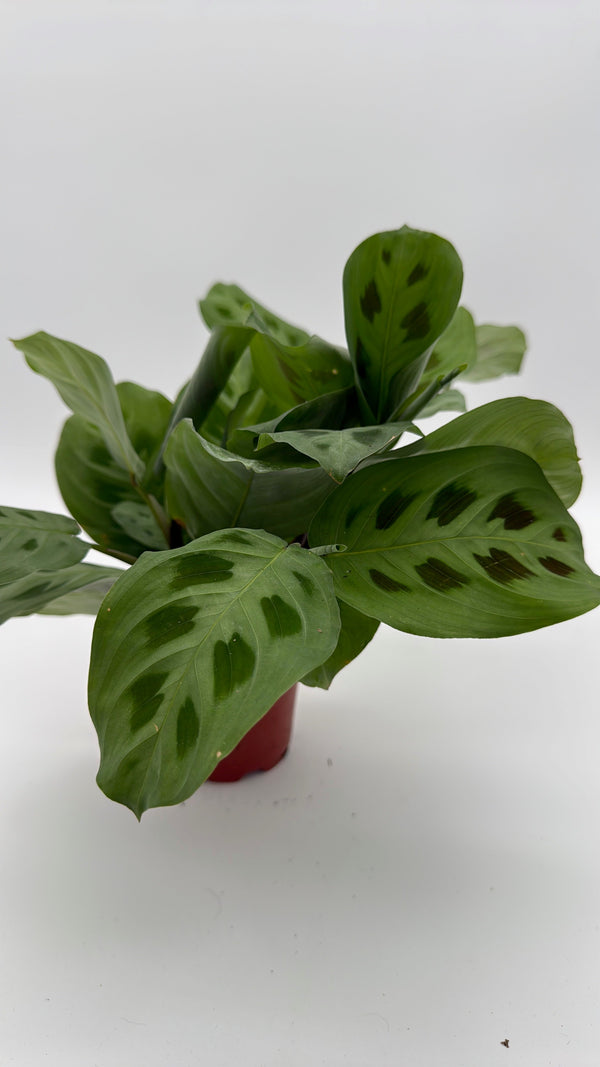 How to Care for Maranta Green Frog