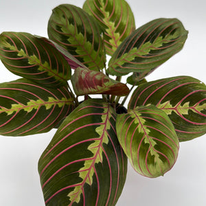 How to Care for Maranta Red