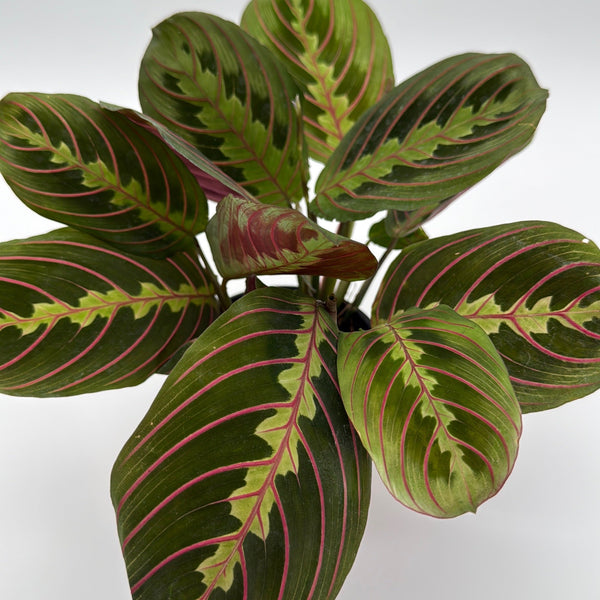 How to Care for Maranta Red