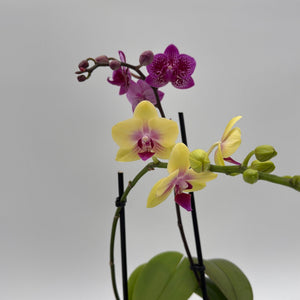 How to Care for Mystery Blooming Orchid
