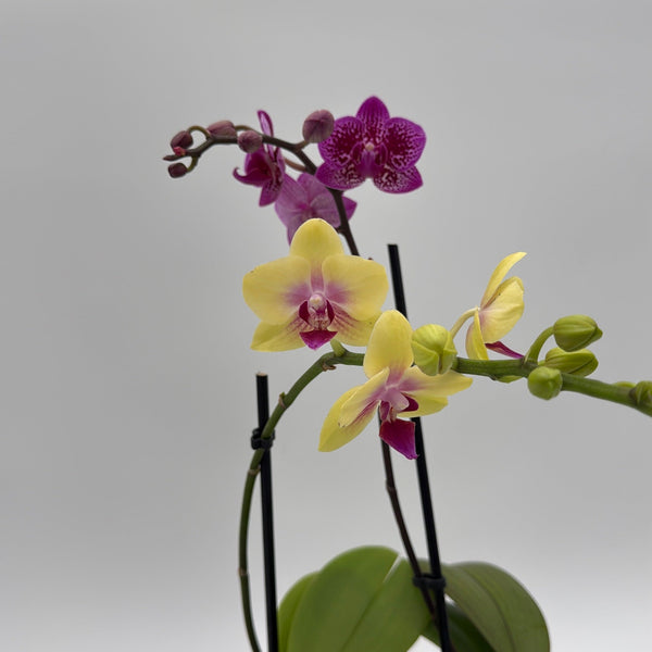 How to Care for Mystery Blooming Orchid