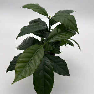How to Care for Coffee Plant Arabica