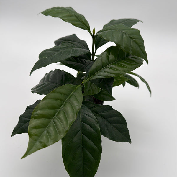 How to Care for Coffee Plant Arabica