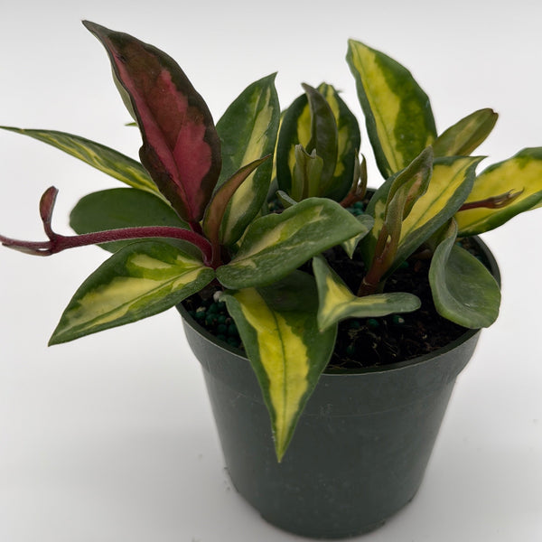 How to Care for Hoya Krimson Princess