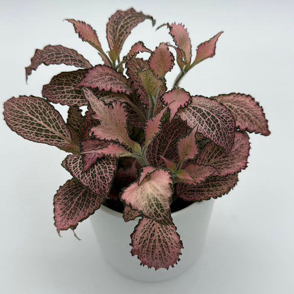 How to Care for Fittonia Fairy Tail Nerve Plant