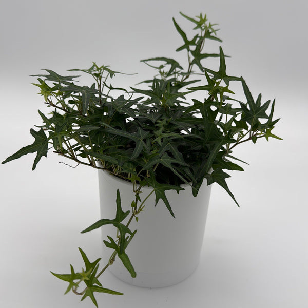 How to Care for Starling English Ivy