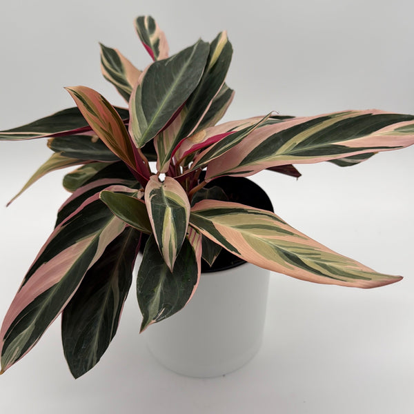 How to Care for Stromanthe Triostar Calathea