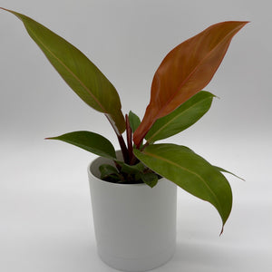 How to Care for Philodendron Prince of Orange