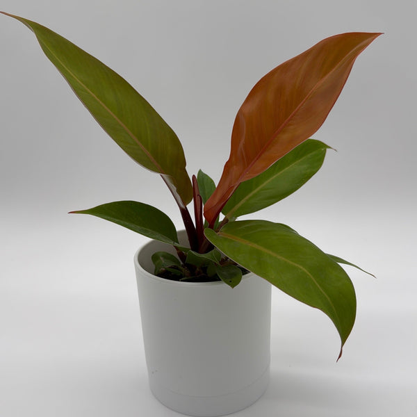 How to Care for Philodendron Prince of Orange