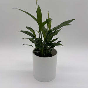 How to Care for Peace Lily (Spathiphyllum)