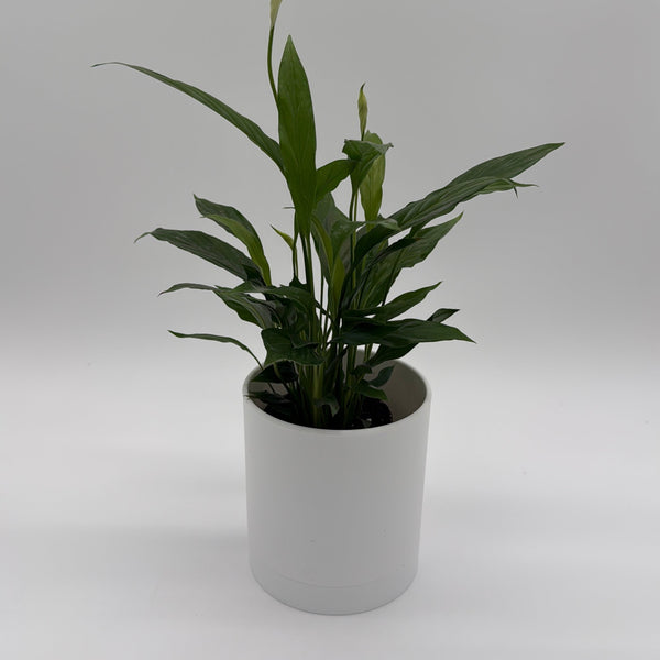 How to Care for Peace Lily (Spathiphyllum)
