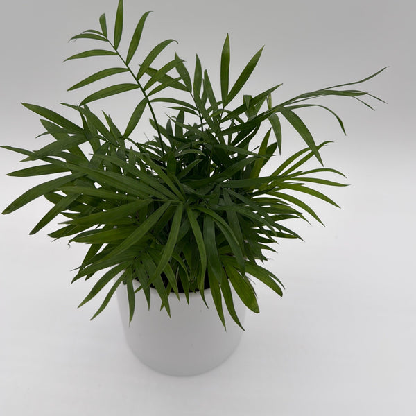 How to Care for Parlor Palm