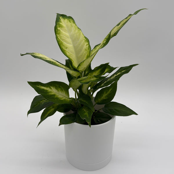 How to Care for Dieffenbachia Camille