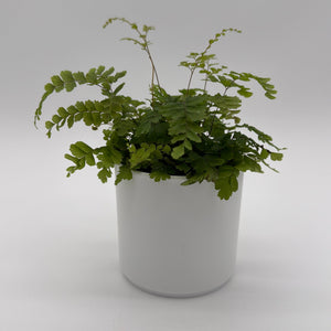 How to Care for Maidenhair Fern