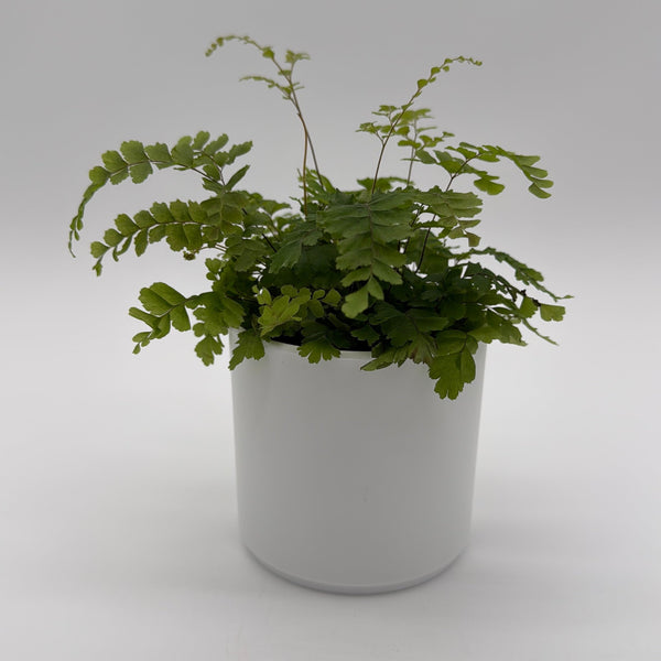 How to Care for Maidenhair Fern