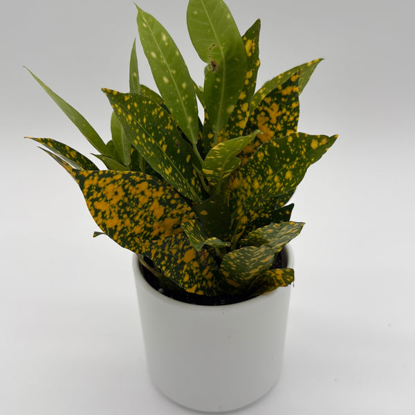 How to Care for Croton Golden Dust