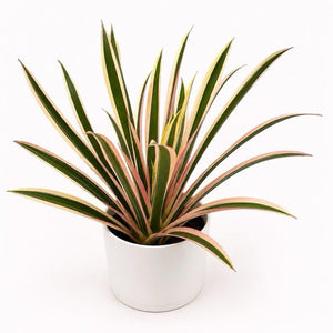 How to Care for Neoregelia 'Torch Albo'