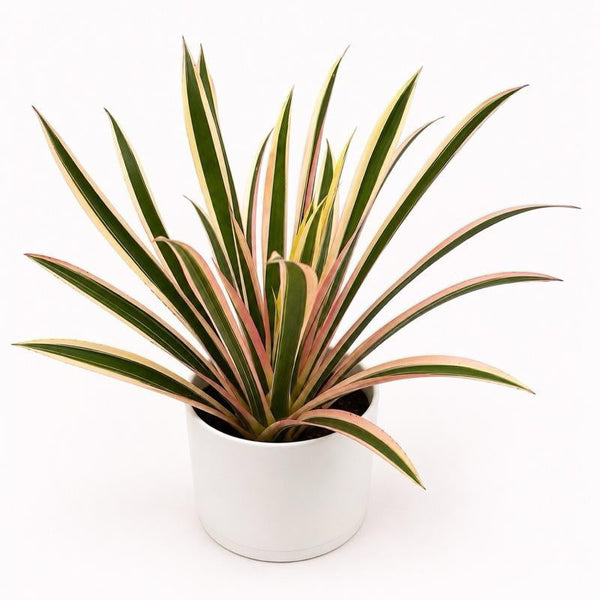 How to Care for Neoregelia 'Torch Albo'