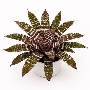 How to Care for Neoregelia 'Red Chestnut'