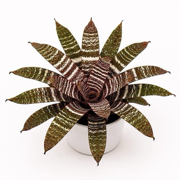 How to Care for Neoregelia 'Red Chestnut'