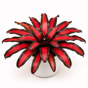 How to Care for Neoregelia 'Pimento'