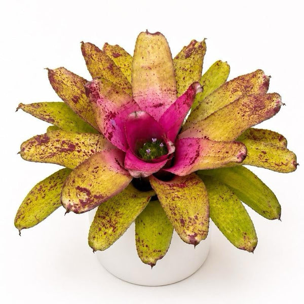 How to Care for Neoregelia 'Sibella'