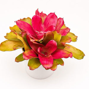 How to Care for Neoregelia 'Green apples'
