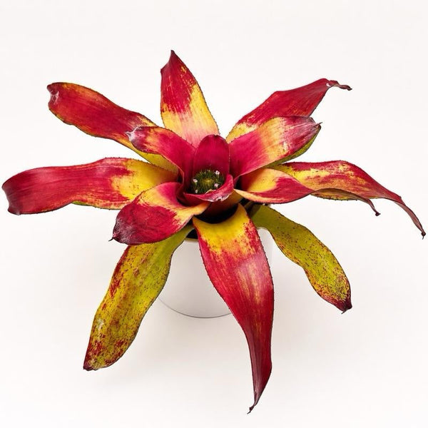 How to Care for Neoregelia 'Amber Pride'