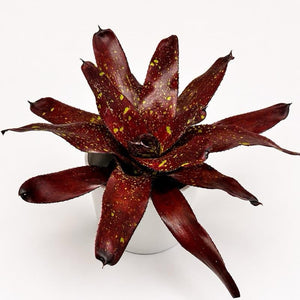 How to Care for Neoregelia 'Jenga'
