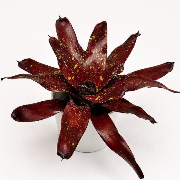 How to Care for Neoregelia 'Jenga'