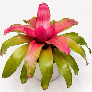How to Care for Neoregelia 'Green apples'