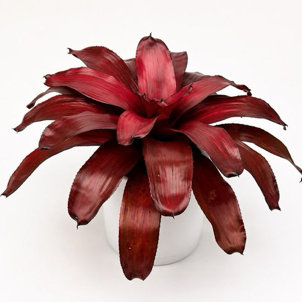 How to Care for Neoregelia 'Malbec'