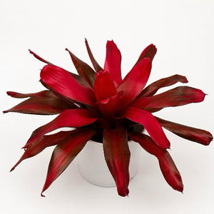 How to Care for Neoregelia 'Malbec'