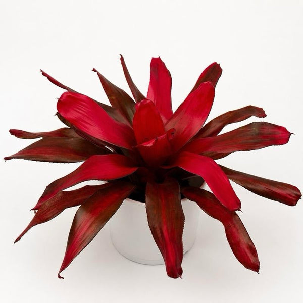 How to Care for Neoregelia 'Malbec'
