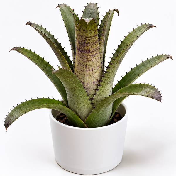 How to Care for Hohenbergia Edmundii