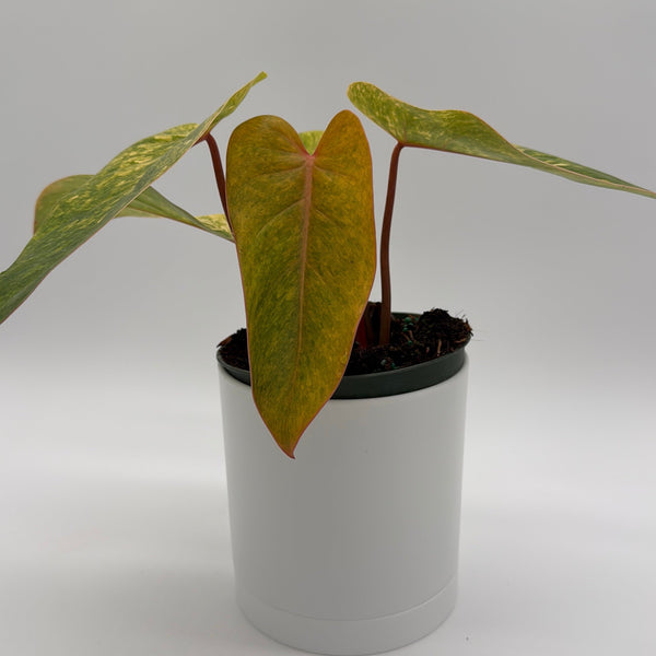How to Care for Philodendron Painted Lady