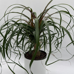 How to Care for Ponytail Palm