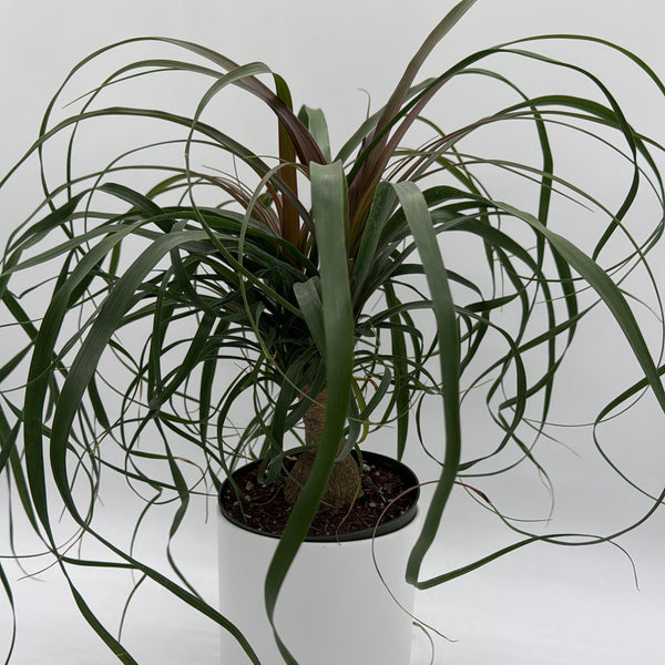 How to Care for Ponytail Palm