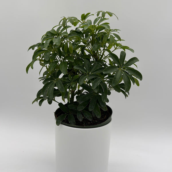 How to Care for Umbrella Tree